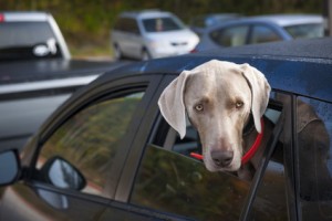 Hund wartet im Auto